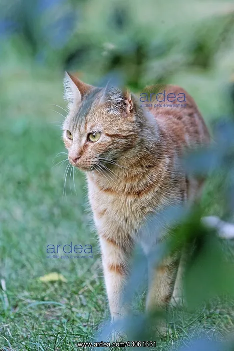 : Cat in a garden France : Cat in a garden France