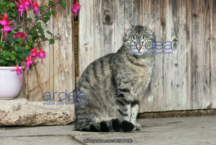 : Cat - in front of garden shed : Cat - in front of garden shed