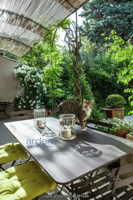 : Cat on a garden terrace : Cat on a garden terrace