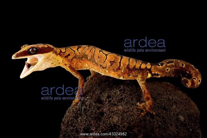 : Cat gecko (Aeluroscalabotes felinus), on black background : Cat gecko (Aeluroscalabotes felinus), on black background