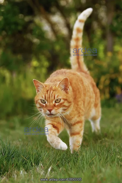  : Cat - Ginger