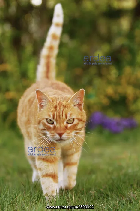  : Cat - Ginger