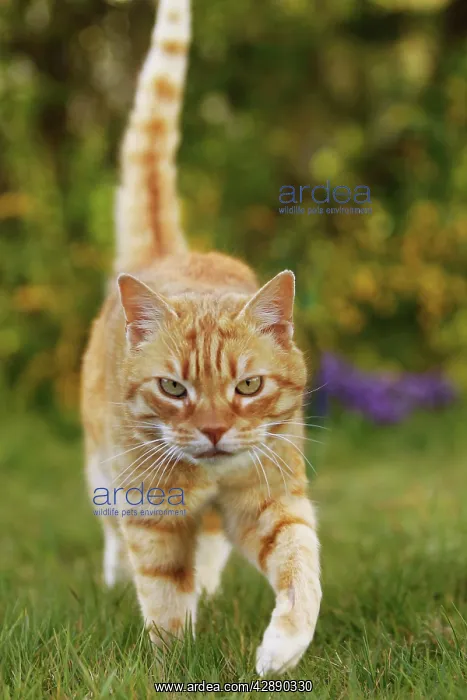  : Cat - Ginger