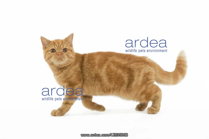 : Cat - ginger British shorthair in studio