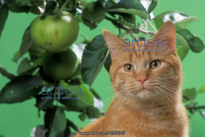 : Cat - Ginger cat on bench with apples : Cat - Ginger cat on bench with apples