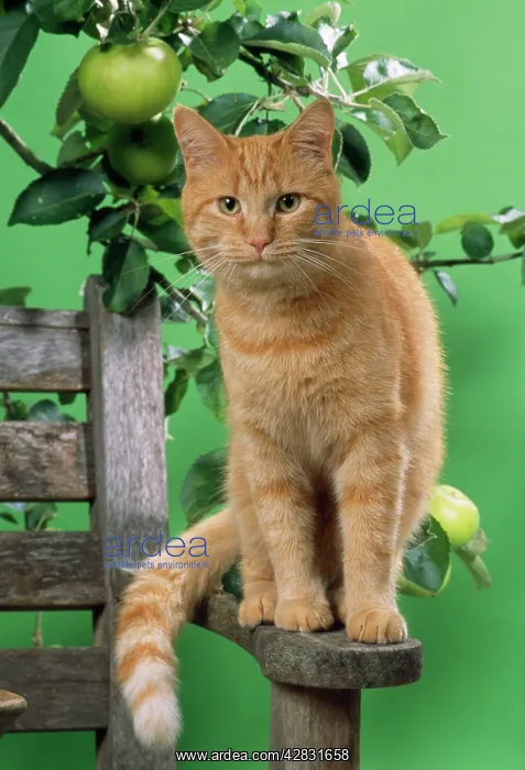  : CAT - Ginger Cat on bench with apples
