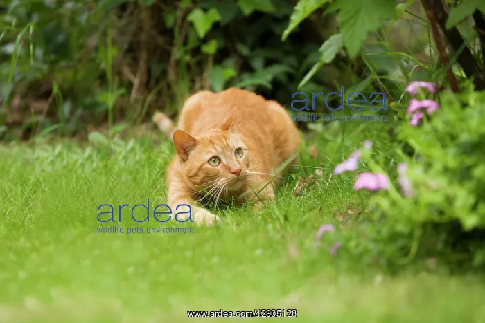 : Cat - Ginger cat crouching in garden watching prey : Cat - Ginger cat crouching in garden watching prey