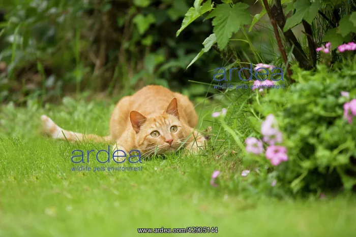 : Cat - Ginger cat crouching in garden watching prey : Cat - Ginger cat crouching in garden watching prey