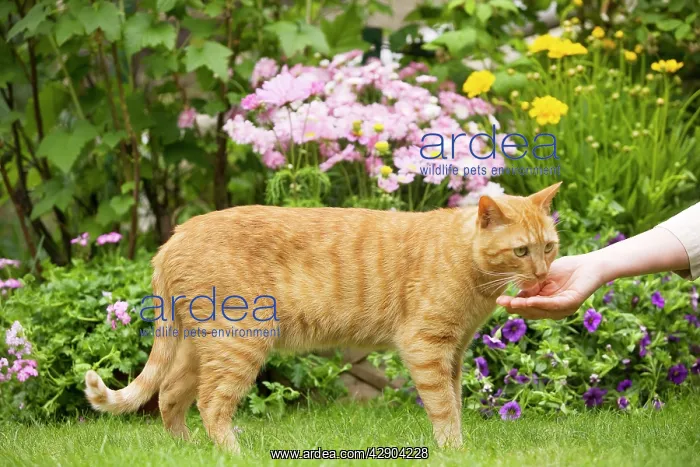 : Cat - ginger cat feeding from woman's hand : Cat - ginger cat feeding from woman's hand