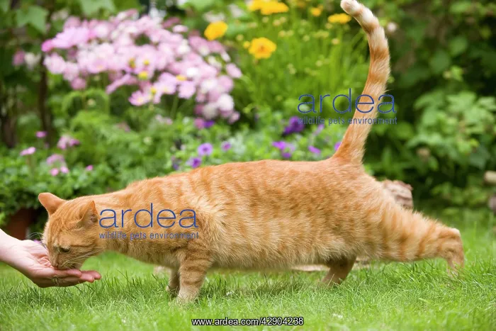 : Cat - ginger cat feeding from woman's hand : Cat - ginger cat feeding from woman's hand