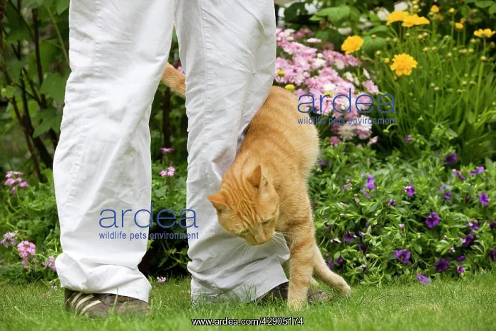 : Cat - Ginger cat in garden brushing up against owners legs : Cat - Ginger cat in garden brushing up against owners legs
