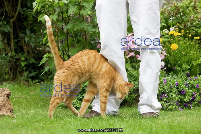 : Cat - Ginger cat in garden brushing up against owner's legs : Cat - Ginger cat in garden brushing up against owner's legs