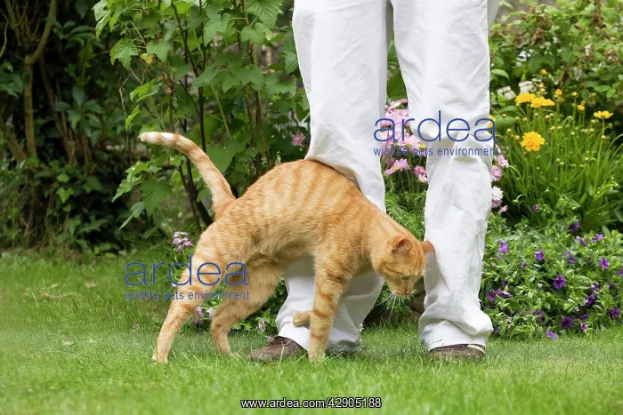 : Cat - Ginger cat in garden brushing up against owner's legs : Cat - Ginger cat in garden brushing up against owner's legs