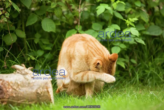 : Cat - Ginger cat in garden cleaning face with paw : Cat - Ginger cat in garden cleaning face with paw