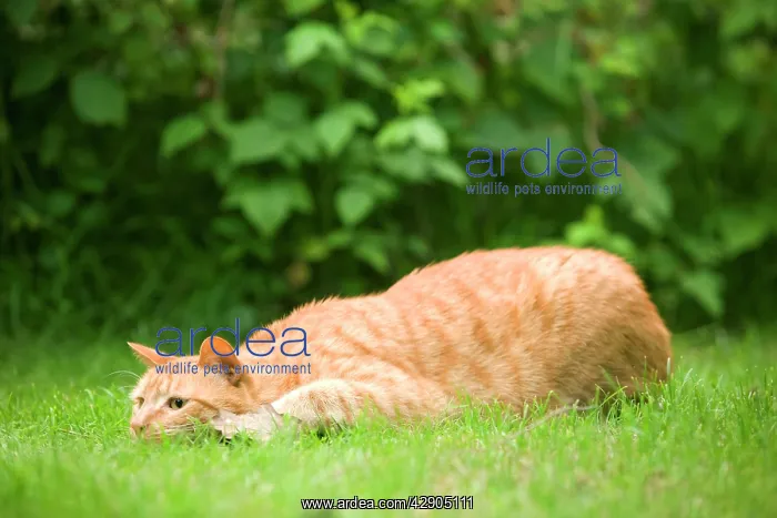 : Cat - Ginger cat in garden crouching watching prey : Cat - Ginger cat in garden crouching watching prey