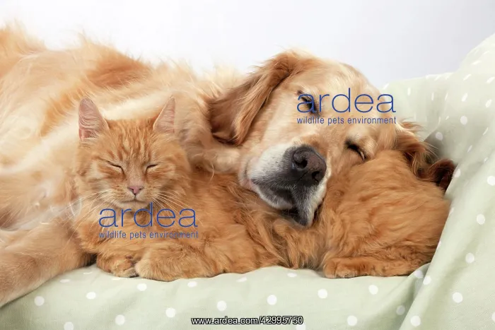  : CAT - Ginger cat and Golden Retriever