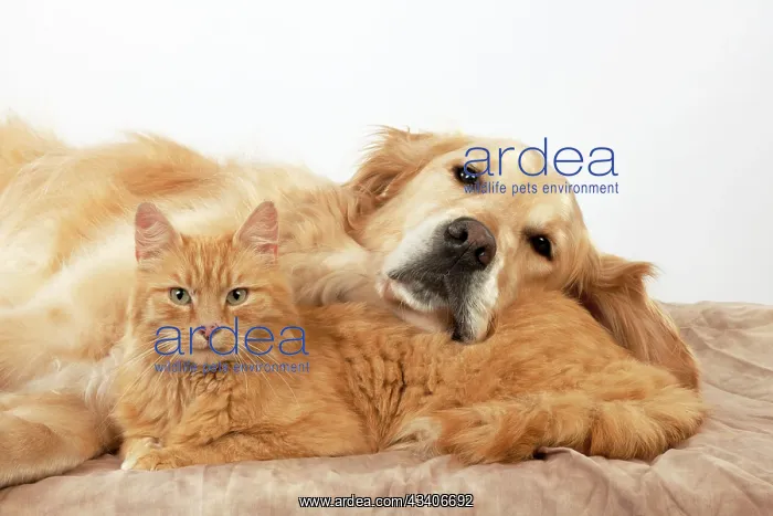  : CAT - Ginger cat and Golden Retriever