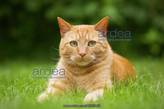  : Cat - Ginger cat lying in garden