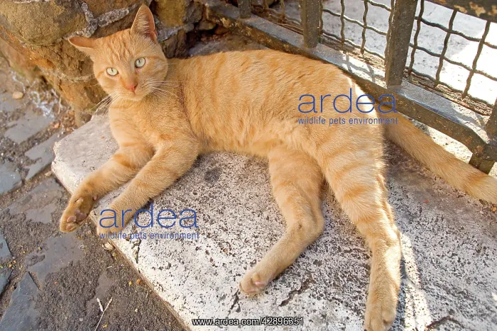  : Cat - Ginger cat lying down on stone step