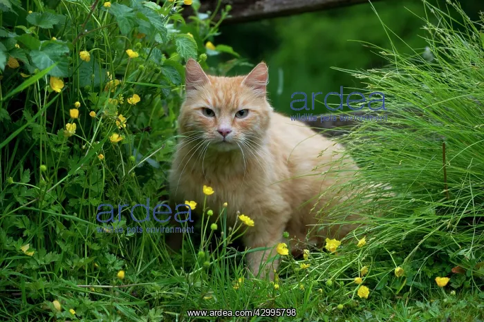 : CAT - Ginger cat. sitting in buttercups and long grasses : CAT - Ginger cat. sitting in buttercups and long grasses
