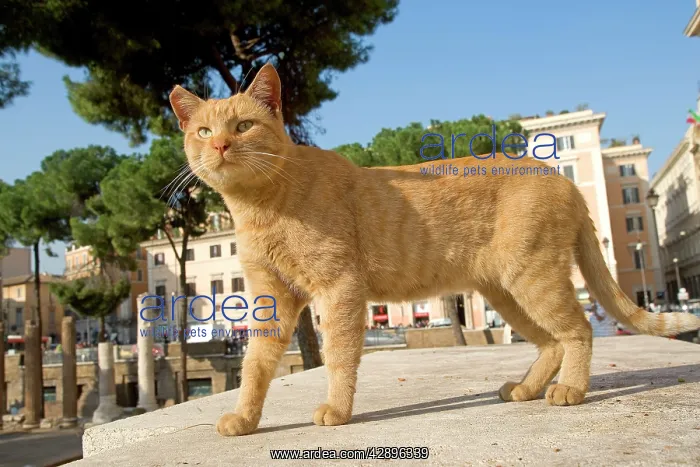 : Cat - Ginger cat on stone step : Cat - Ginger cat on stone step