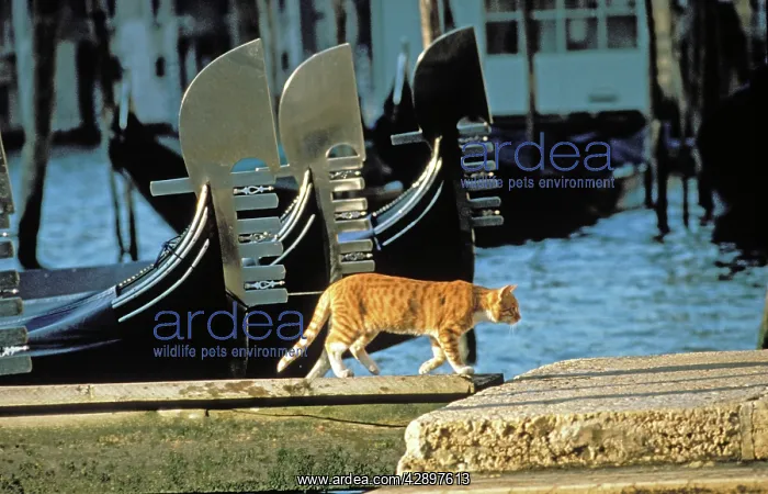 : Cat - Ginger cat walking on boardwalk next to gondolas : Cat - Ginger cat walking on boardwalk next to gondolas
