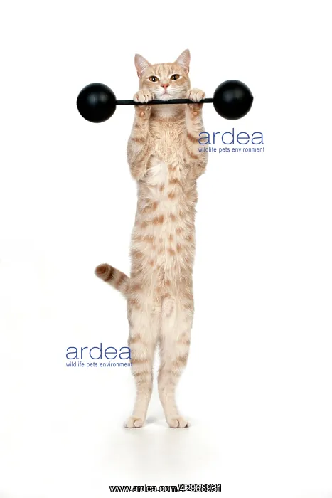 : CAT - Ginger cat weightlifting : CAT - Ginger cat weightlifting