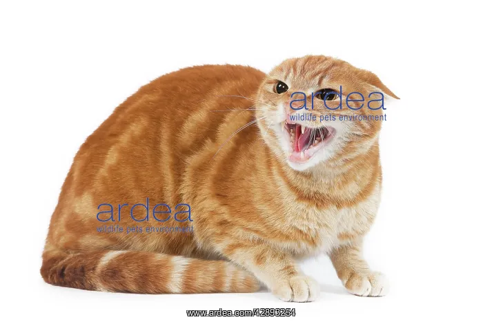 : Cat - Ginger domestic cat - sitting down snarling : Cat - Ginger domestic cat - sitting down snarling