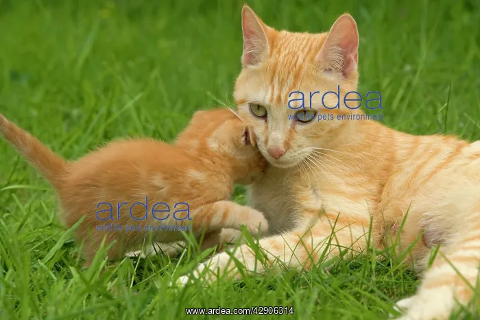  : Cat - Ginger female with kitten