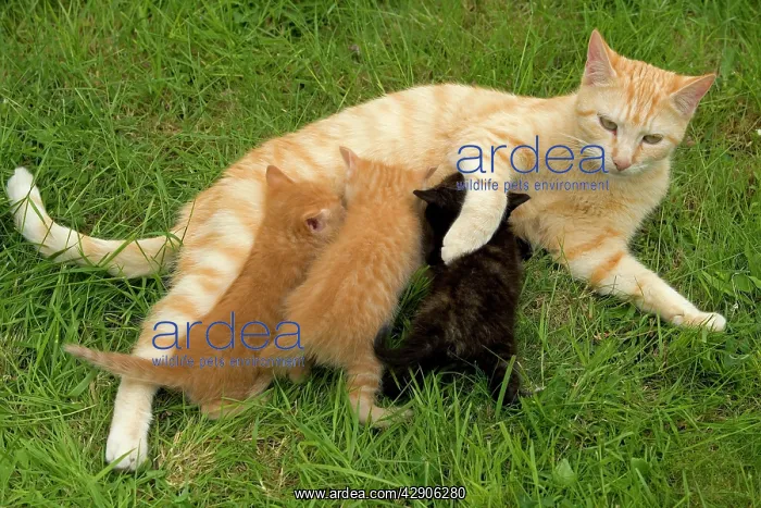 : Cat - Ginger female with kittens suckling / feeding : Cat - Ginger female with kittens suckling / feeding