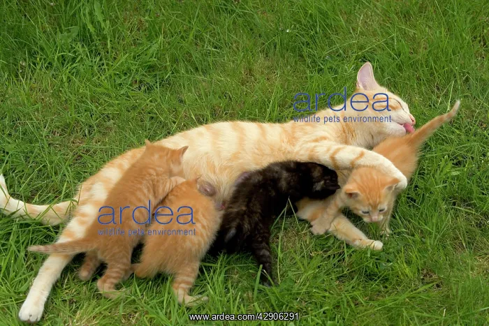 : Cat - Ginger female with kittens suckling / feeding : Cat - Ginger female with kittens suckling / feeding