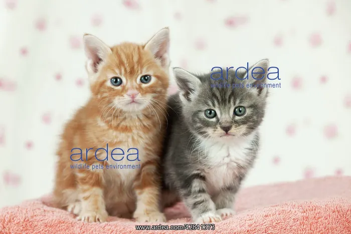  : Cat - Ginger and Grey Tabby kittens