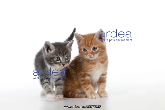: Cat - Ginger and Grey Tabby kittens : Cat - Ginger and Grey Tabby kittens