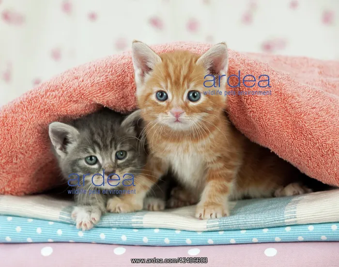  : Cat - Ginger and Grey Tabby kittens