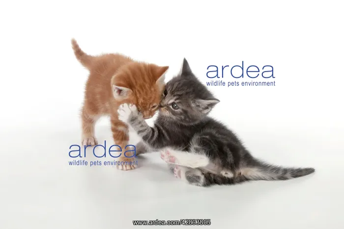: Cat - Ginger and Grey Tabby kittens playing : Cat - Ginger and Grey Tabby kittens playing