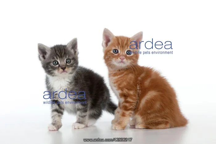 : Cat - Ginger and Grey Tabby kittens playing : Cat - Ginger and Grey Tabby kittens playing