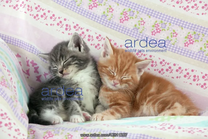  : Cat - Ginger and Grey Tabby kittens sleeping