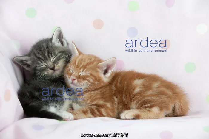 : Cat - Ginger and Grey Tabby kittens sleeping