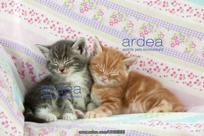  : Cat - Ginger and Grey Tabby kittens sleeping