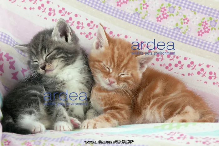  : Cat - Ginger and Grey Tabby kittens sleeping
