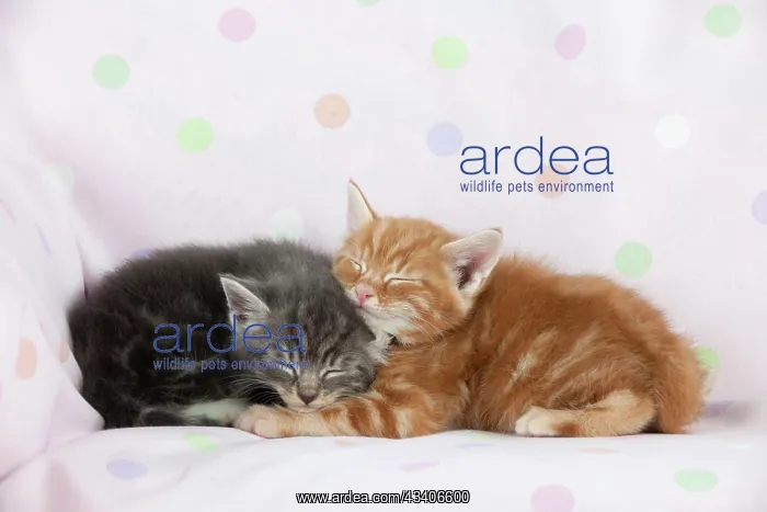  : Cat - Ginger and Grey Tabby kittens sleeping