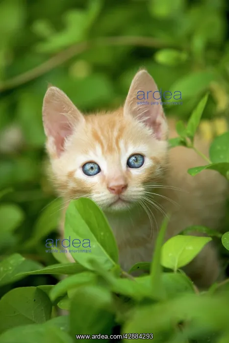  : Cat - ginger kitten
