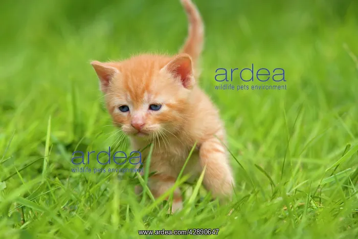  : Cat - ginger kitten