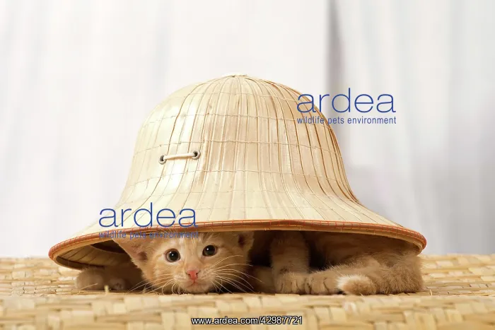 : Cat - Ginger kitten : Cat - Ginger kitten