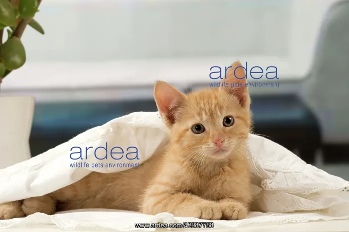 : Cat - Ginger kitten : Cat - Ginger kitten