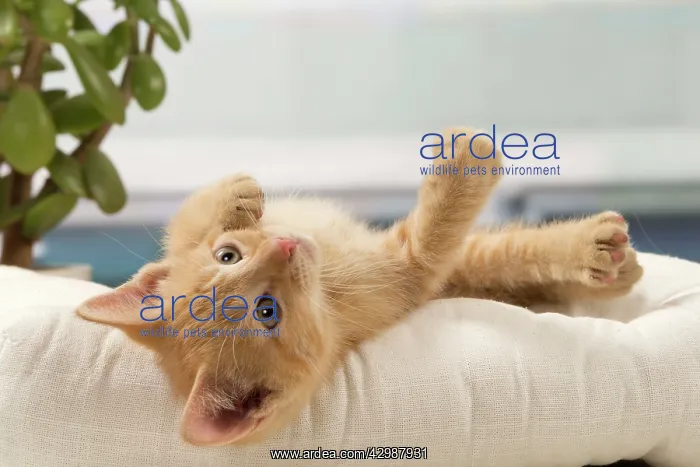 : Cat - Ginger kitten : Cat - Ginger kitten