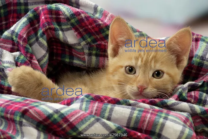 : Cat - Ginger kitten : Cat - Ginger kitten
