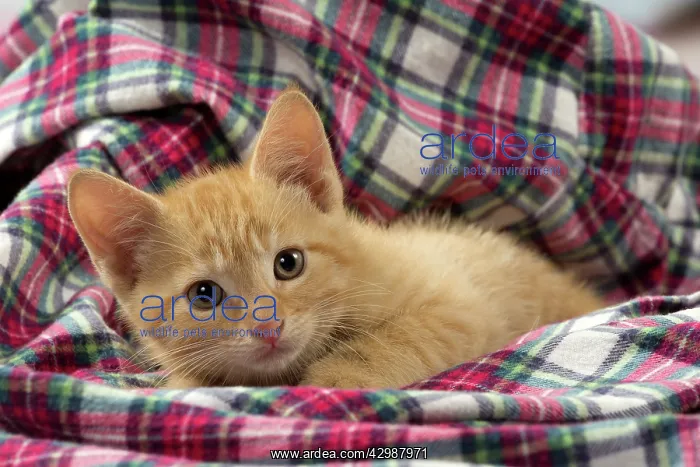 : Cat - Ginger kitten : Cat - Ginger kitten