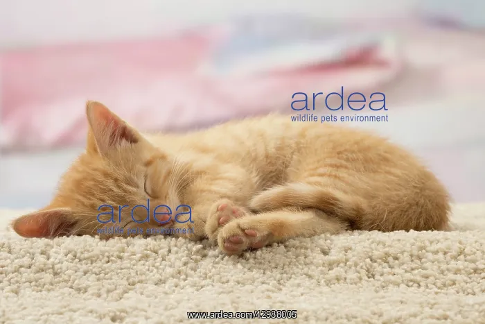 : Cat - Ginger kitten : Cat - Ginger kitten