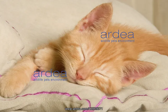 : Cat - Ginger kitten, asleep : Cat - Ginger kitten, asleep